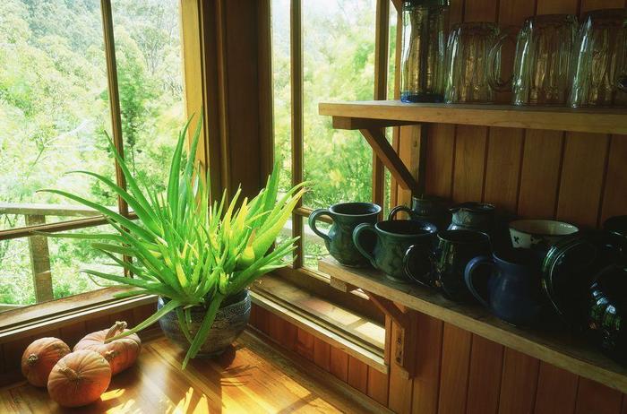 養(yǎng)在室內(nèi)最喜歡光照的植物，這7種都不怕陽光直射