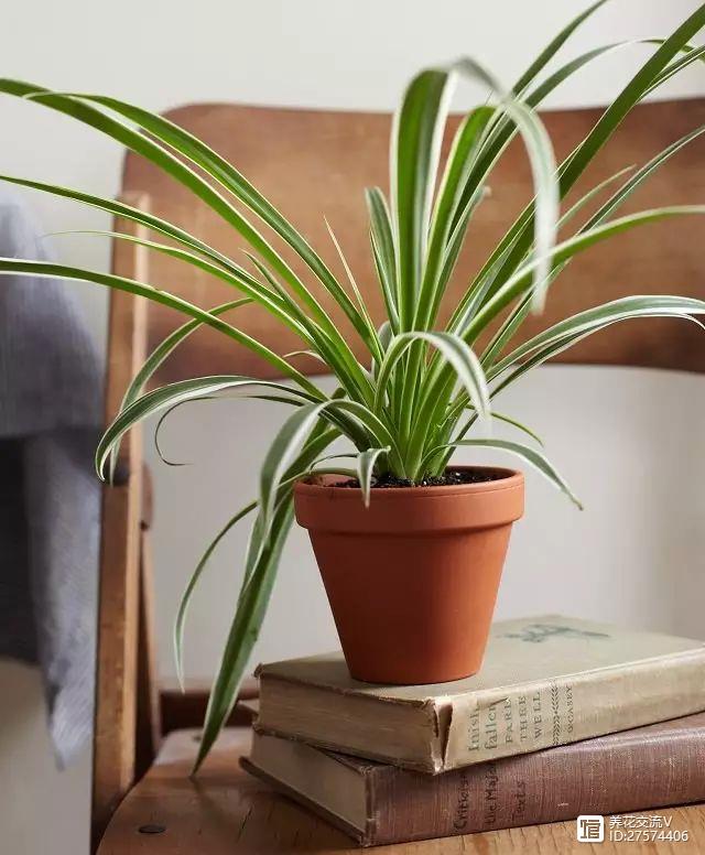 新房吸甲醛的植物最厲害的7種，少一種都不樂意