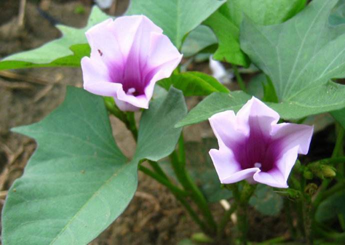 民諺“紅薯開花，夫妻分家”，這說法靠譜嗎？紅薯開花好不好？