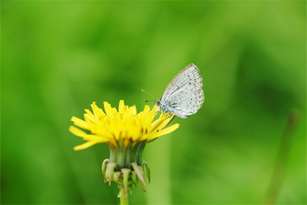 非洲常見植物(非洲常見植物野外識別手冊)